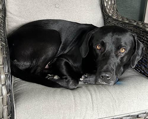 Enlarge Quincey, a Adoptable Black Labrador Retriever in Chapel Hill, NC image 3/5