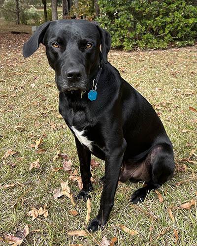 Enlarge Quincey, a Adoptable Black Labrador Retriever in Chapel Hill, NC image 1/5