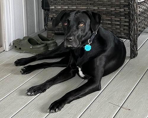 Enlarge Quincey, a Adoptable Black Labrador Retriever in Chapel Hill, NC image 2/5