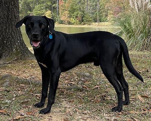 Enlarge Quincey, a Adoptable Black Labrador Retriever in Chapel Hill, NC image 5/5