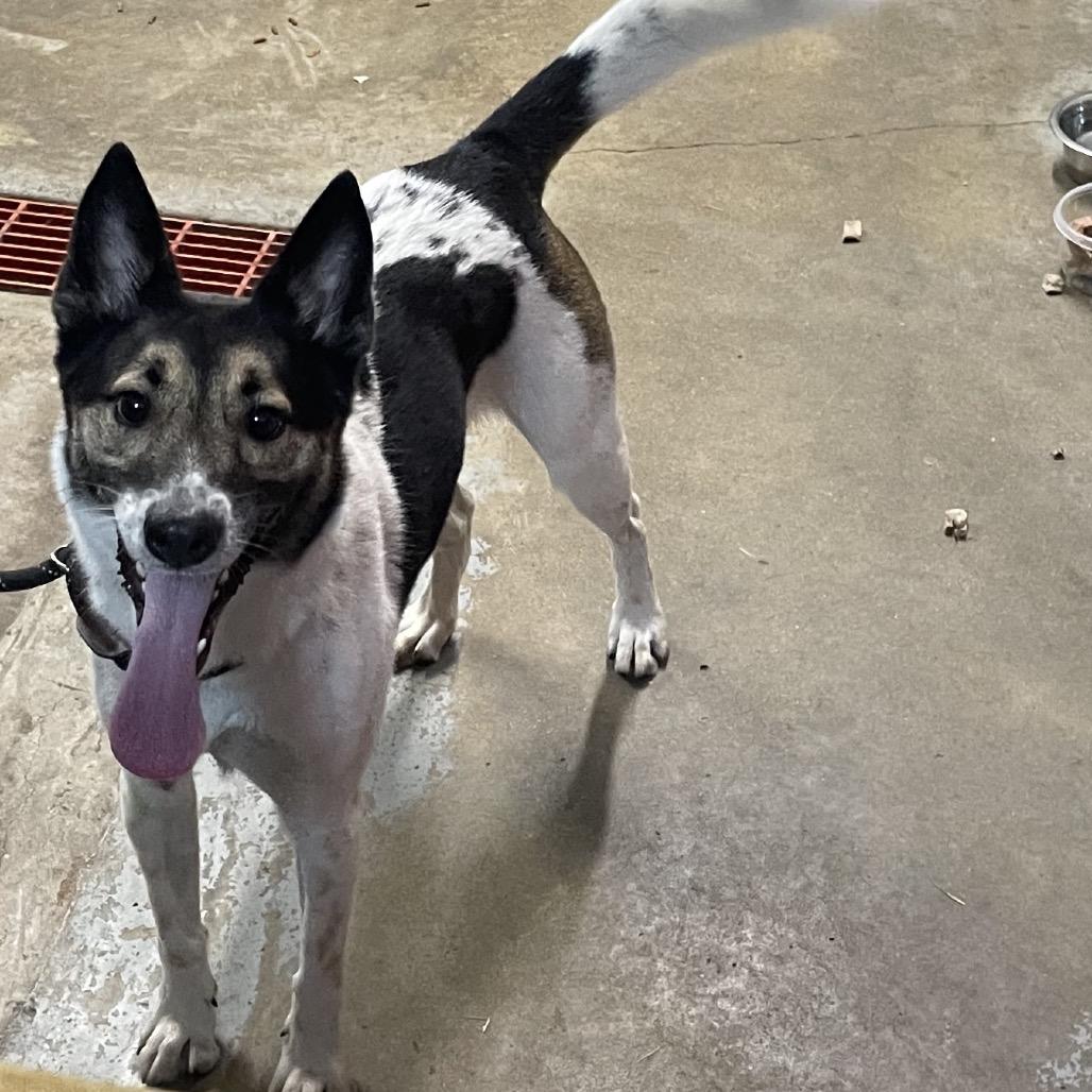 Enlarge Loki, a Adoptable Mixed Breed in Eureka Springs, AR image 1/1
