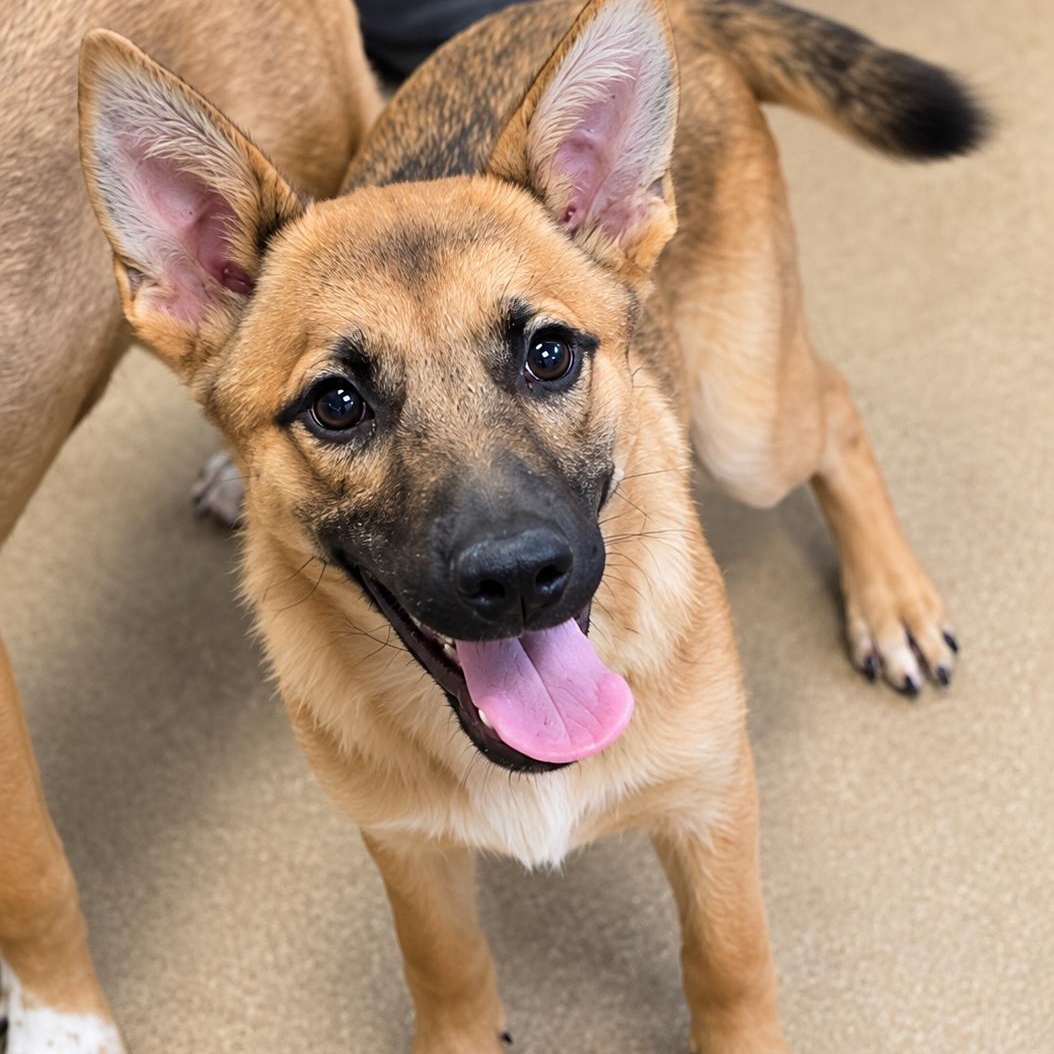 Enlarge Helena, a Adoptable Belgian Shepherd / Malinois in Boston, MA image 1/1