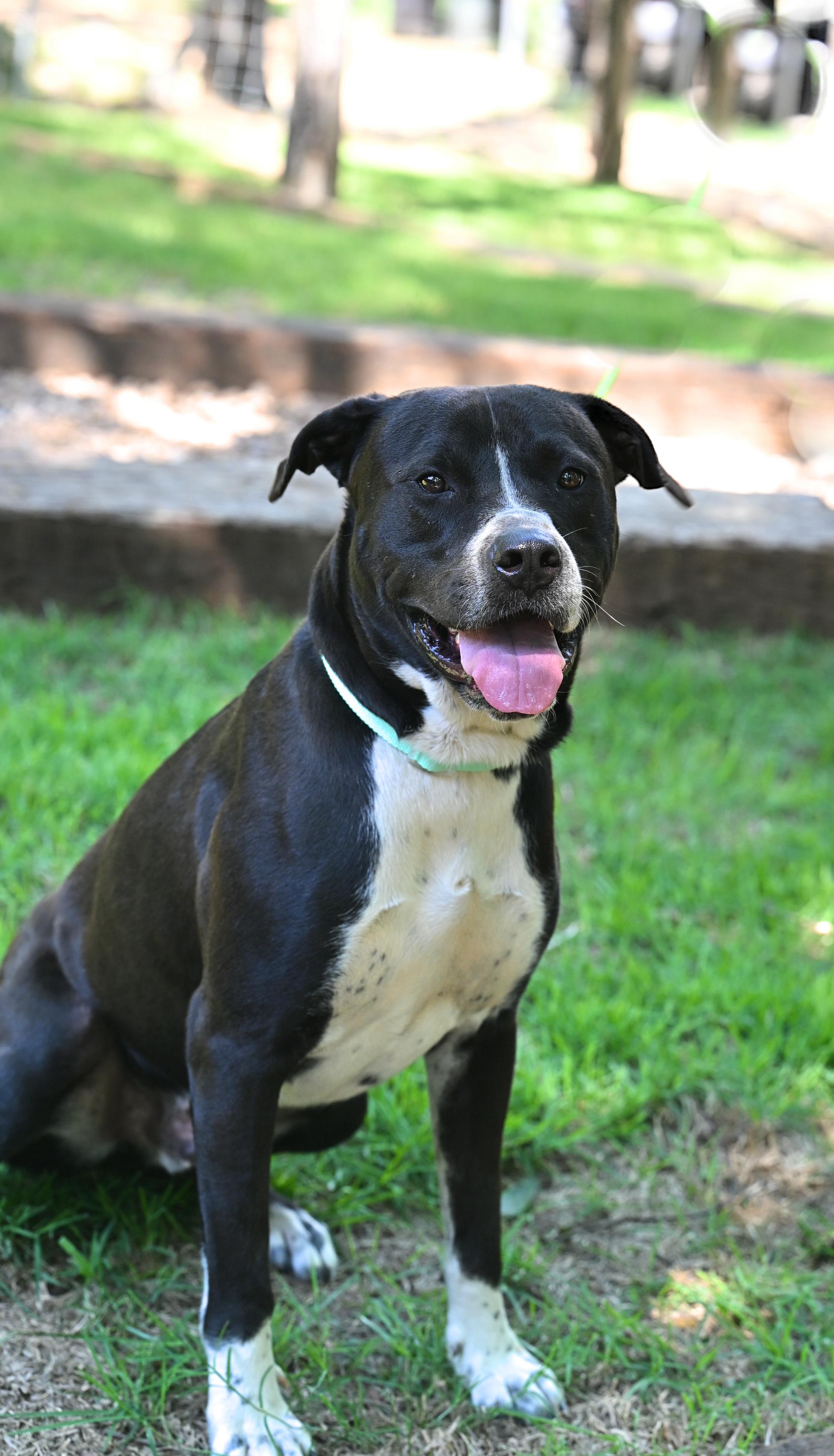 RANGER - big lover boy