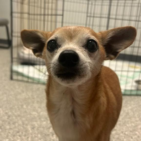 Popeye, Adoptable, Senior Male Chihuahua.
