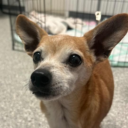 Popeye, a Adoptable Chihuahua in Enfield, NH image 2/4