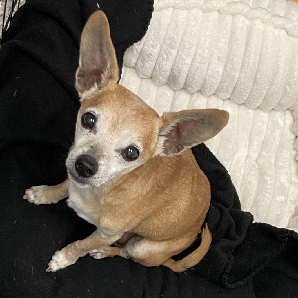 Popeye, a Adoptable Chihuahua in Enfield, NH image 3/4