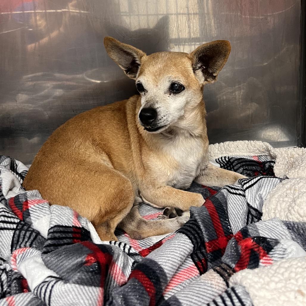 Popeye, a Adoptable Chihuahua in Enfield, NH image 4/4
