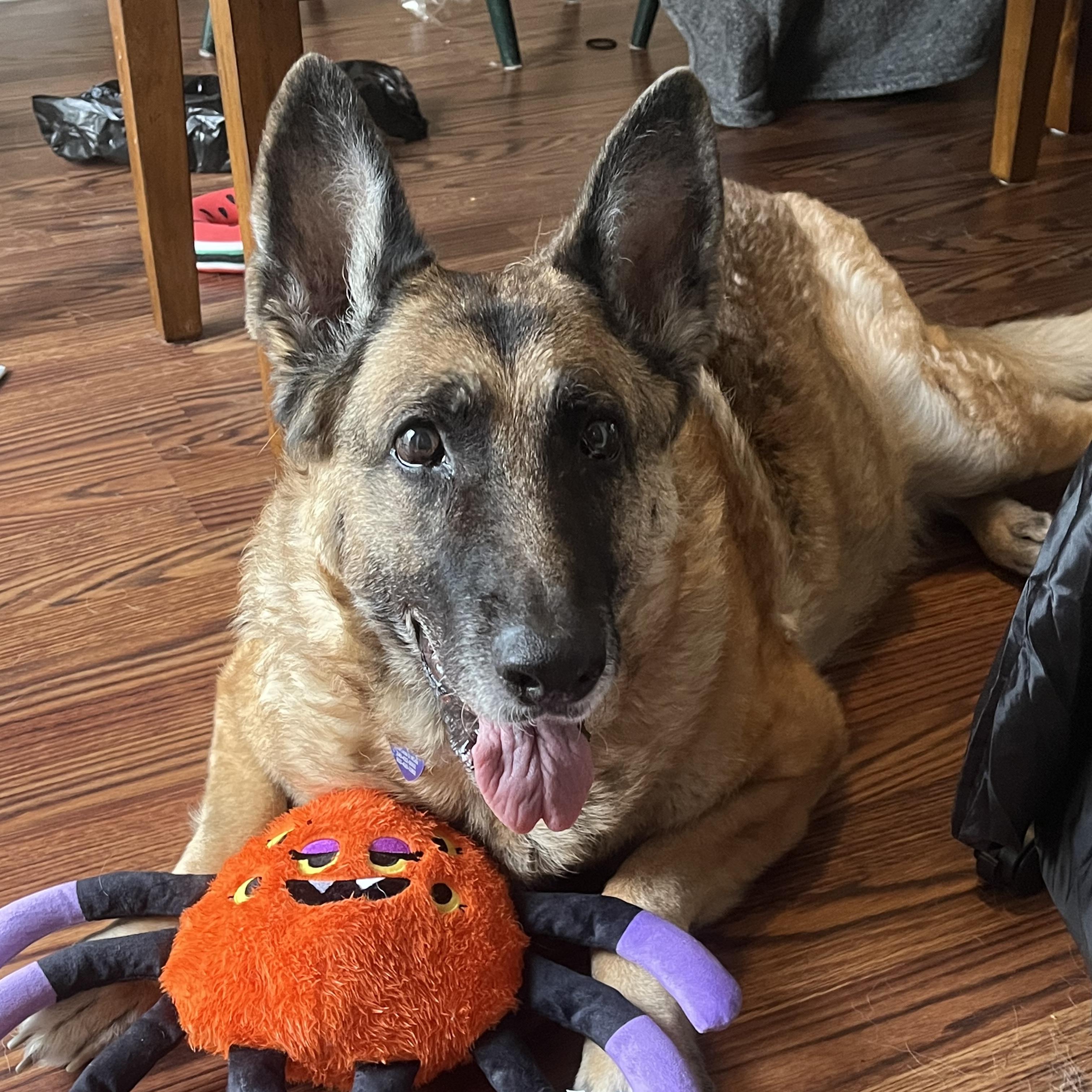 Iridessa — thumbnail 4