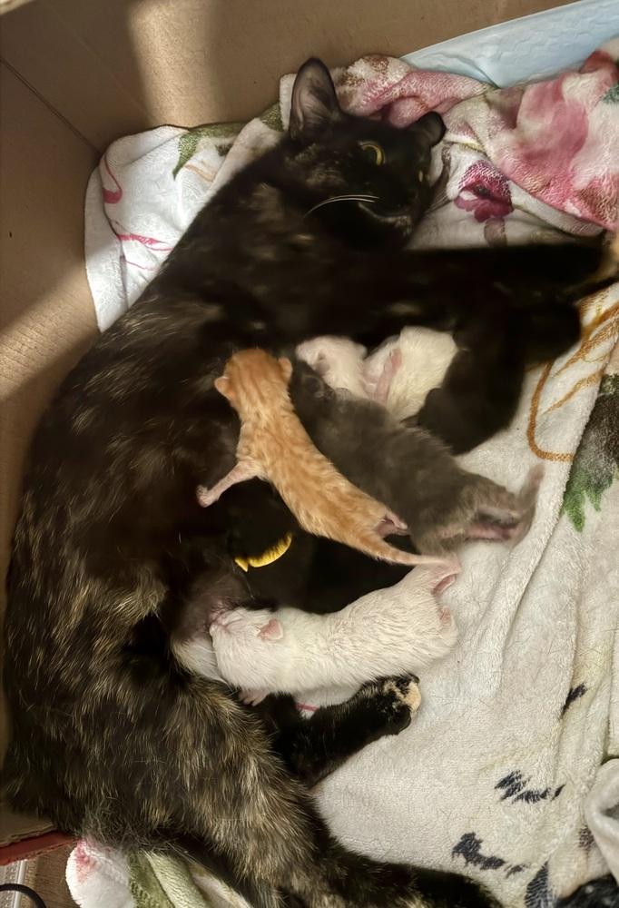 Porch, Adoptable, Kitten Female Domestic Short Hair.