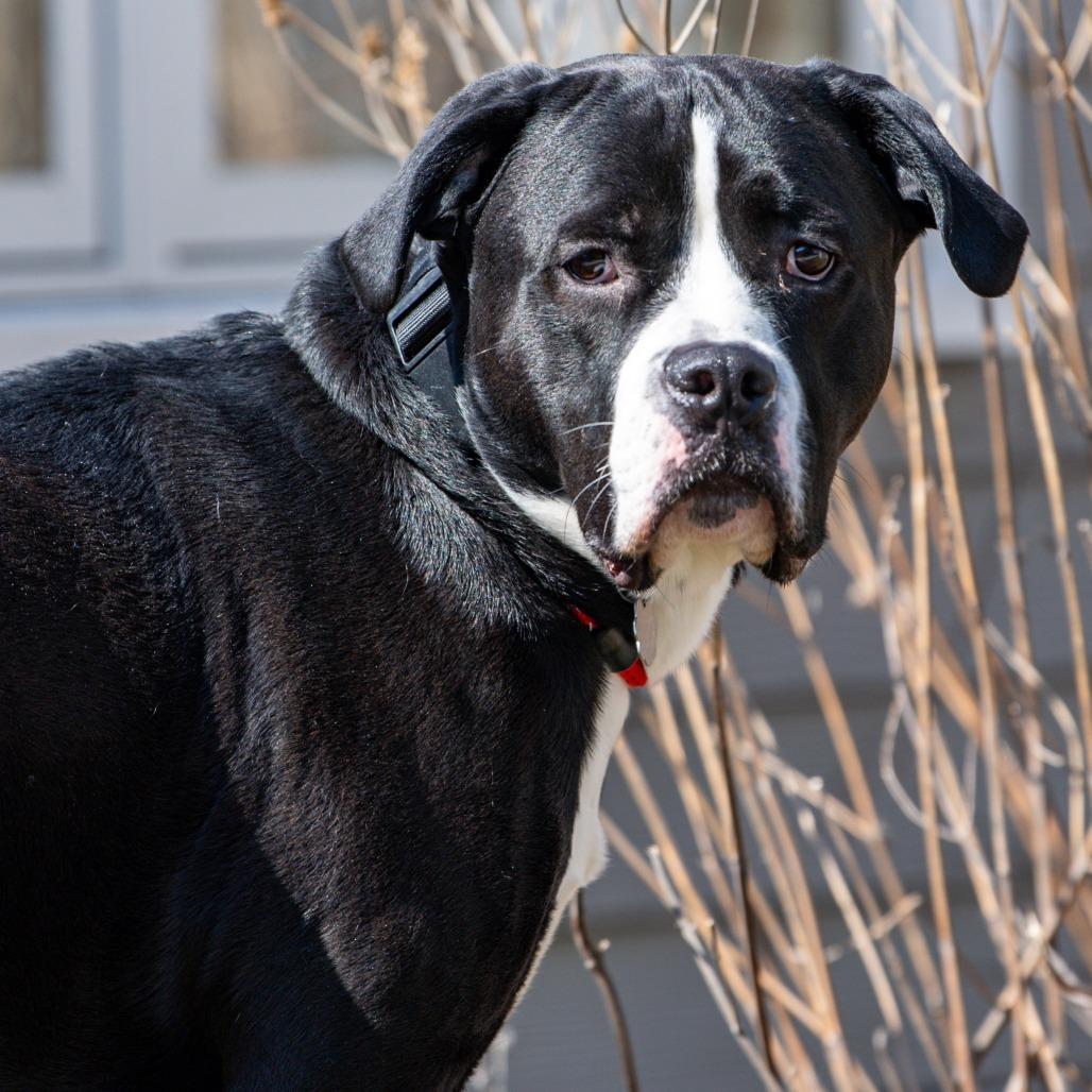 Caesar, Adoptable, Adult Male Mixed Breed.