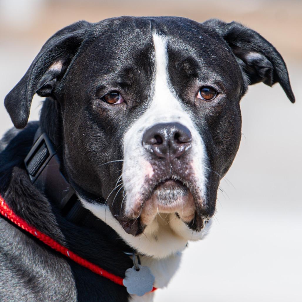 Caesar, a Adoptable Mixed Breed in Kennebunk, ME image 2/6
