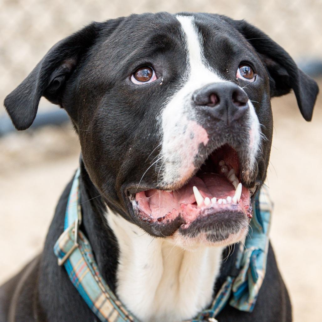 Caesar, a Adoptable Mixed Breed in Kennebunk, ME image 3/6