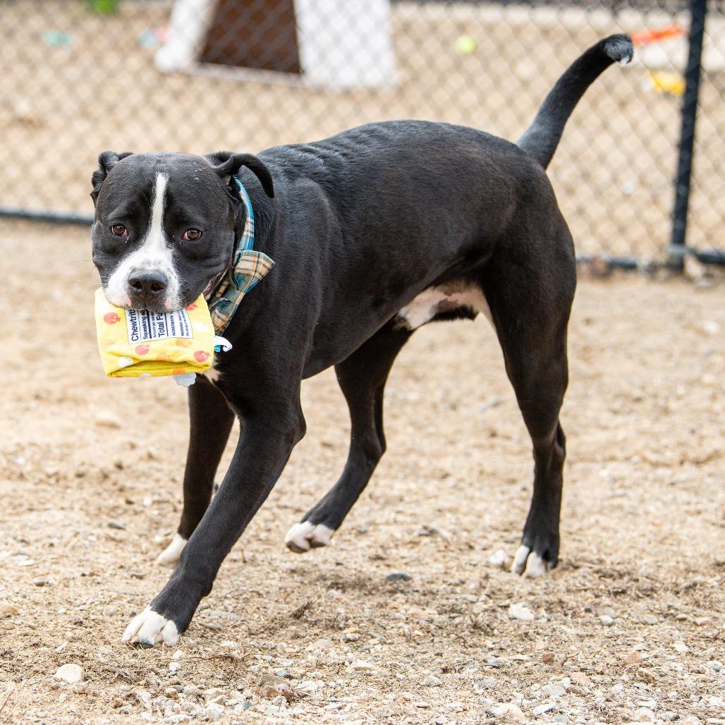 Caesar, a Adoptable Mixed Breed in Kennebunk, ME image 4/6