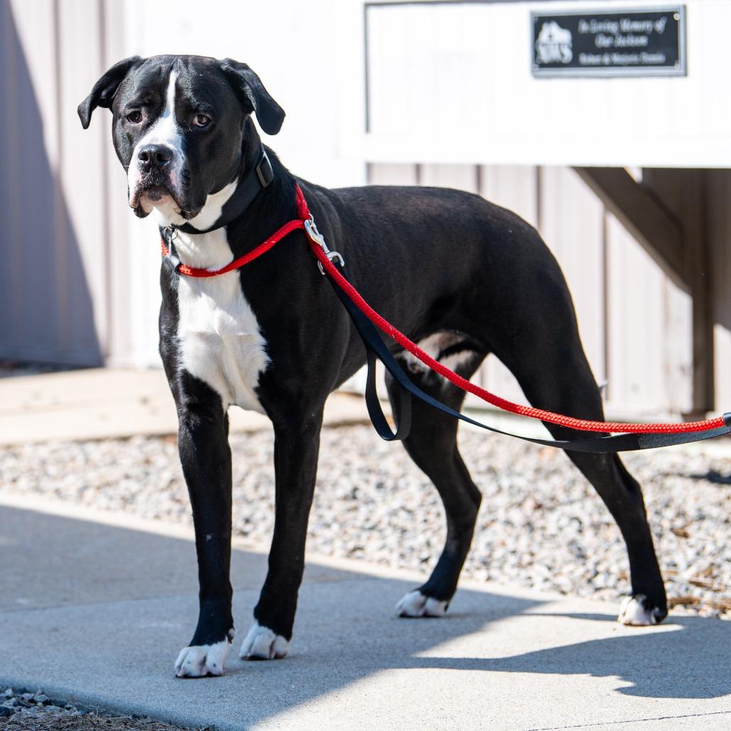 Caesar, a Adoptable Mixed Breed in Kennebunk, ME image 5/6