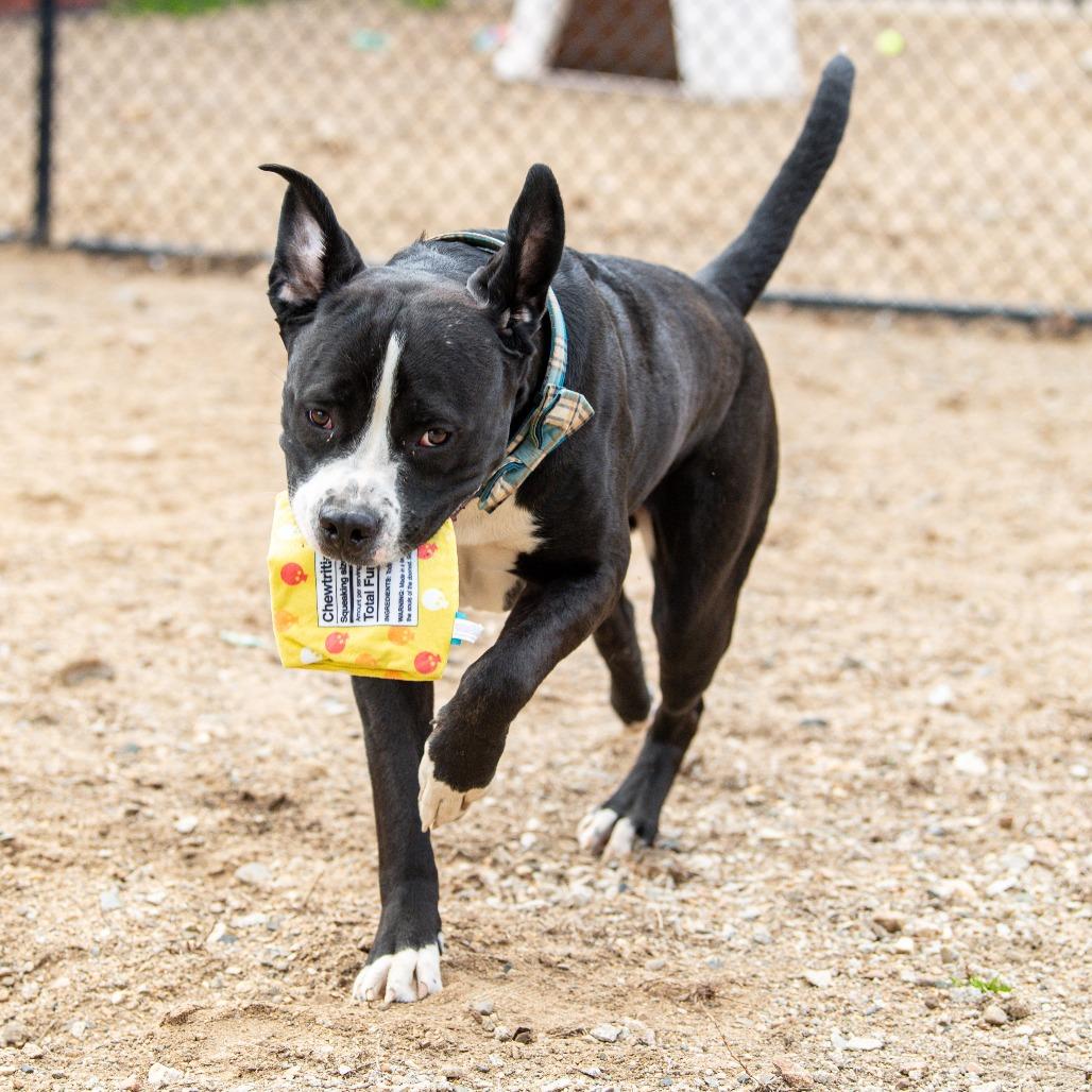 Caesar, a Adoptable Mixed Breed in Kennebunk, ME image 6/6