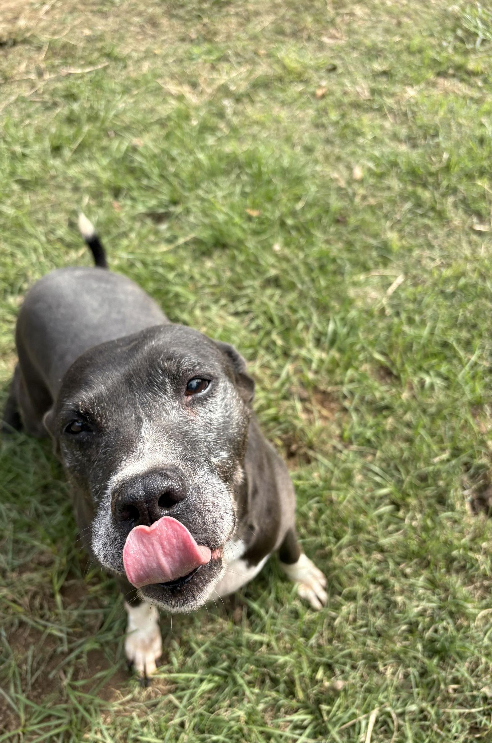 Enlarge Nancy, a Adoptable mixed breed in Jackson, MS image 1/3