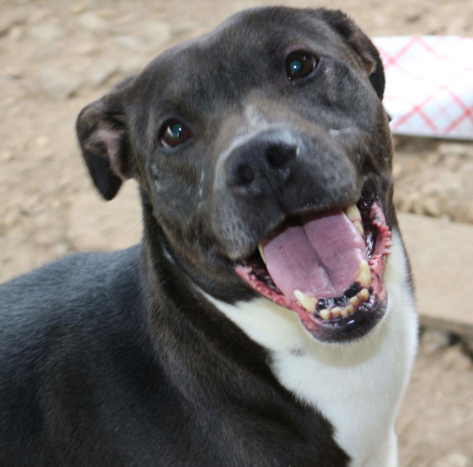 Enlarge Nancy, a Adoptable mixed breed in Jackson, MS image 2/3