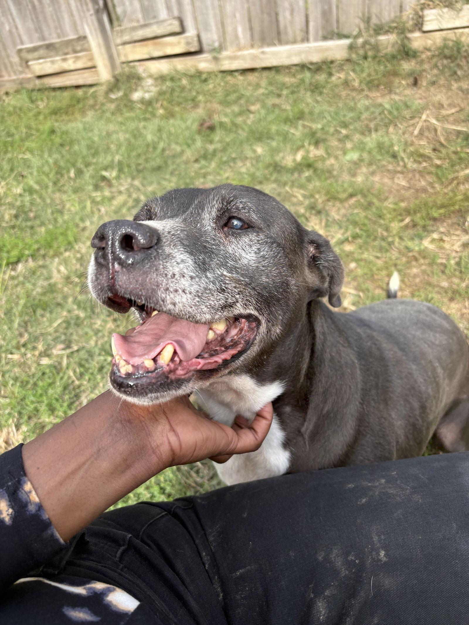 Enlarge Nancy, a Adoptable mixed breed in Jackson, MS image 3/3