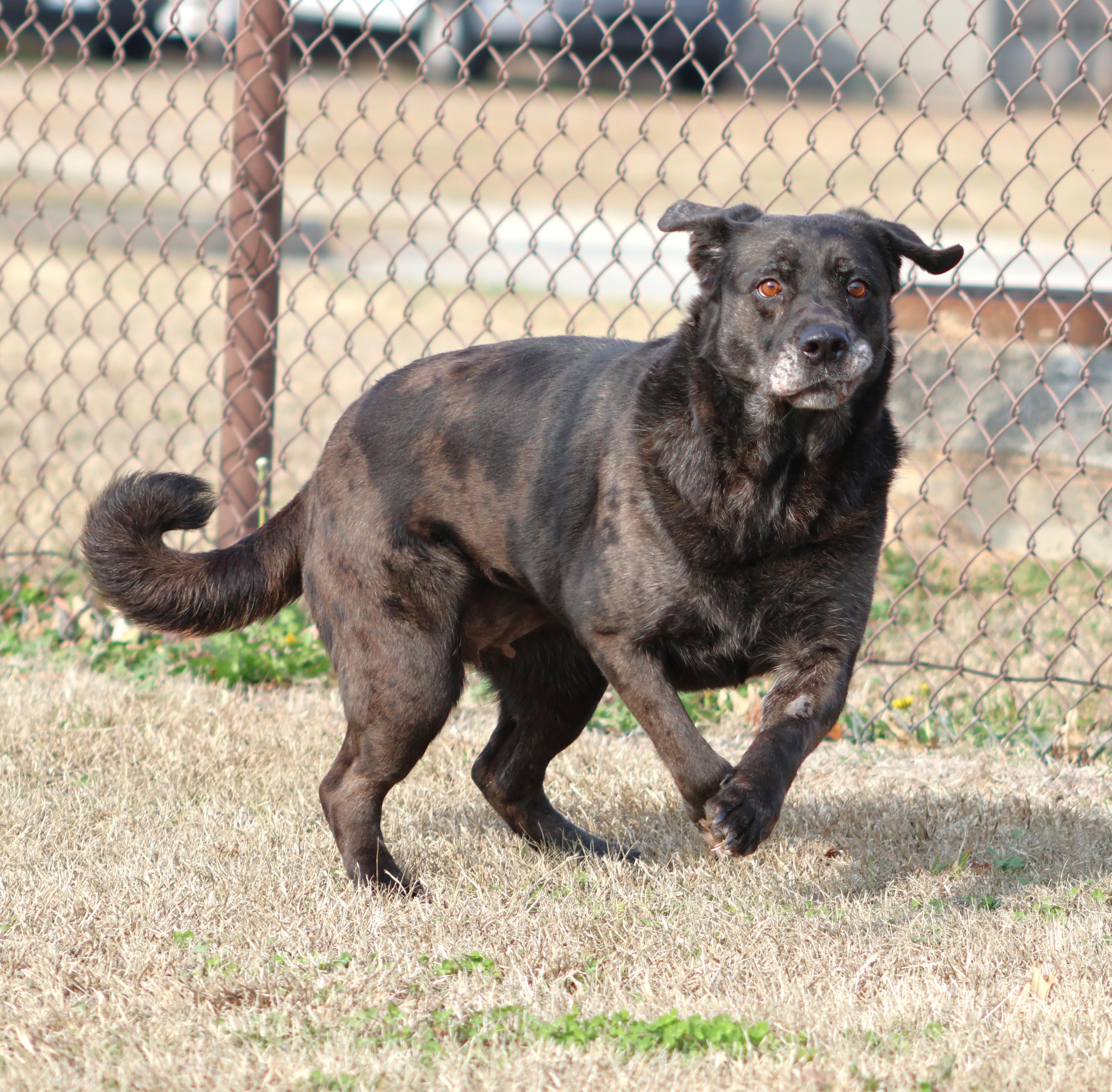 Enlarge SAVANNAH, a Adoptable mixed breed in Appling, GA image 1/1