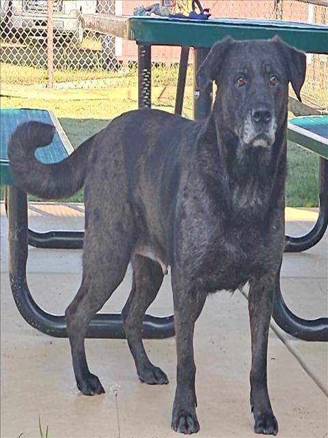 SAVANNAH, Adoptable, Adult Female Labrador Retriever & Mixed Breed.