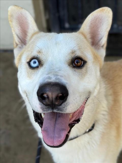 Enlarge *MARGARINE, a Adoptable mixed breed in Woodland, CA image 1/1