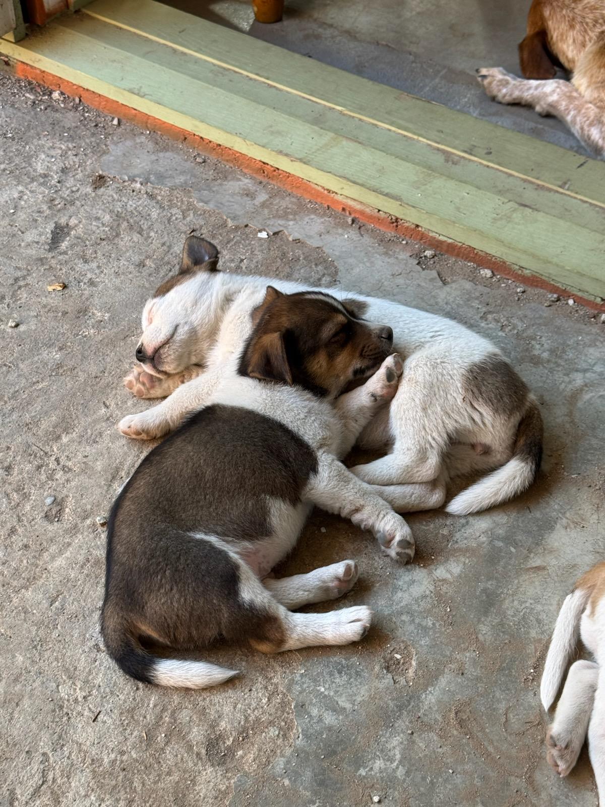 Calling All Cattle Pups!!