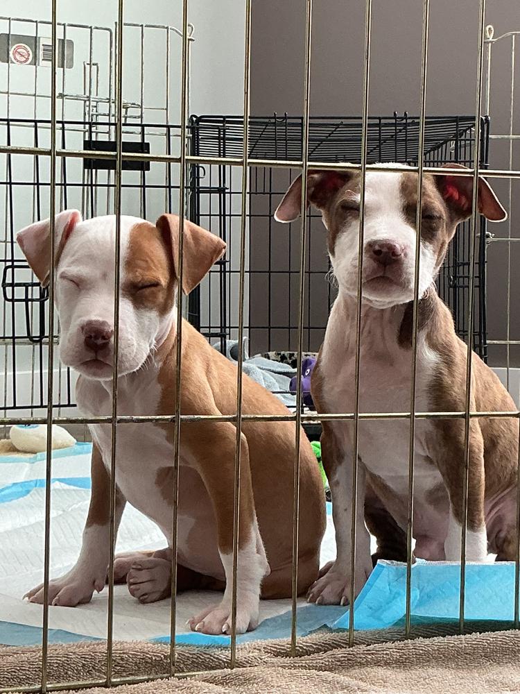 Enlarge Barley, a Adoptable mixed breed in Irwin, PA image 1/4