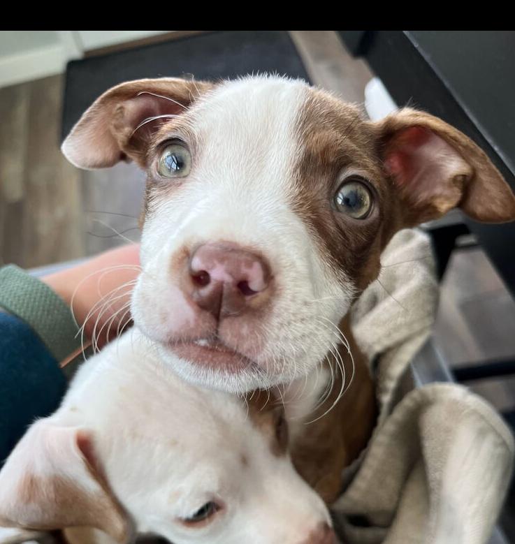 Enlarge Barley, a Adoptable mixed breed in Irwin, PA image 3/4