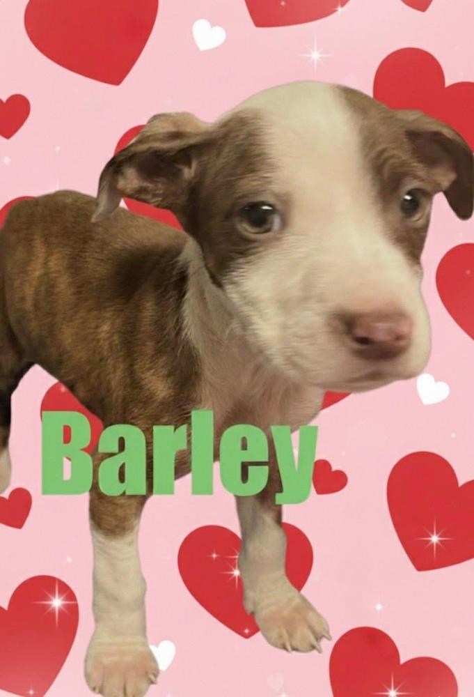 Enlarge Barley, a Adoptable mixed breed in Irwin, PA image 4/4