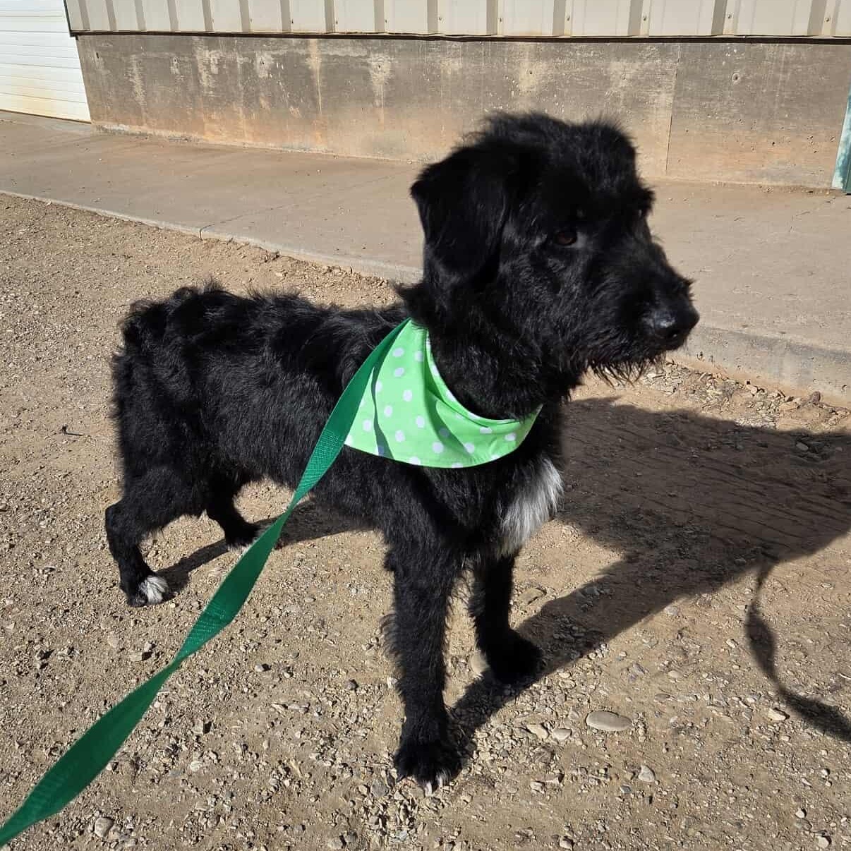 Dextra, ADOPTABLE, Adult Female Mixed Breed.