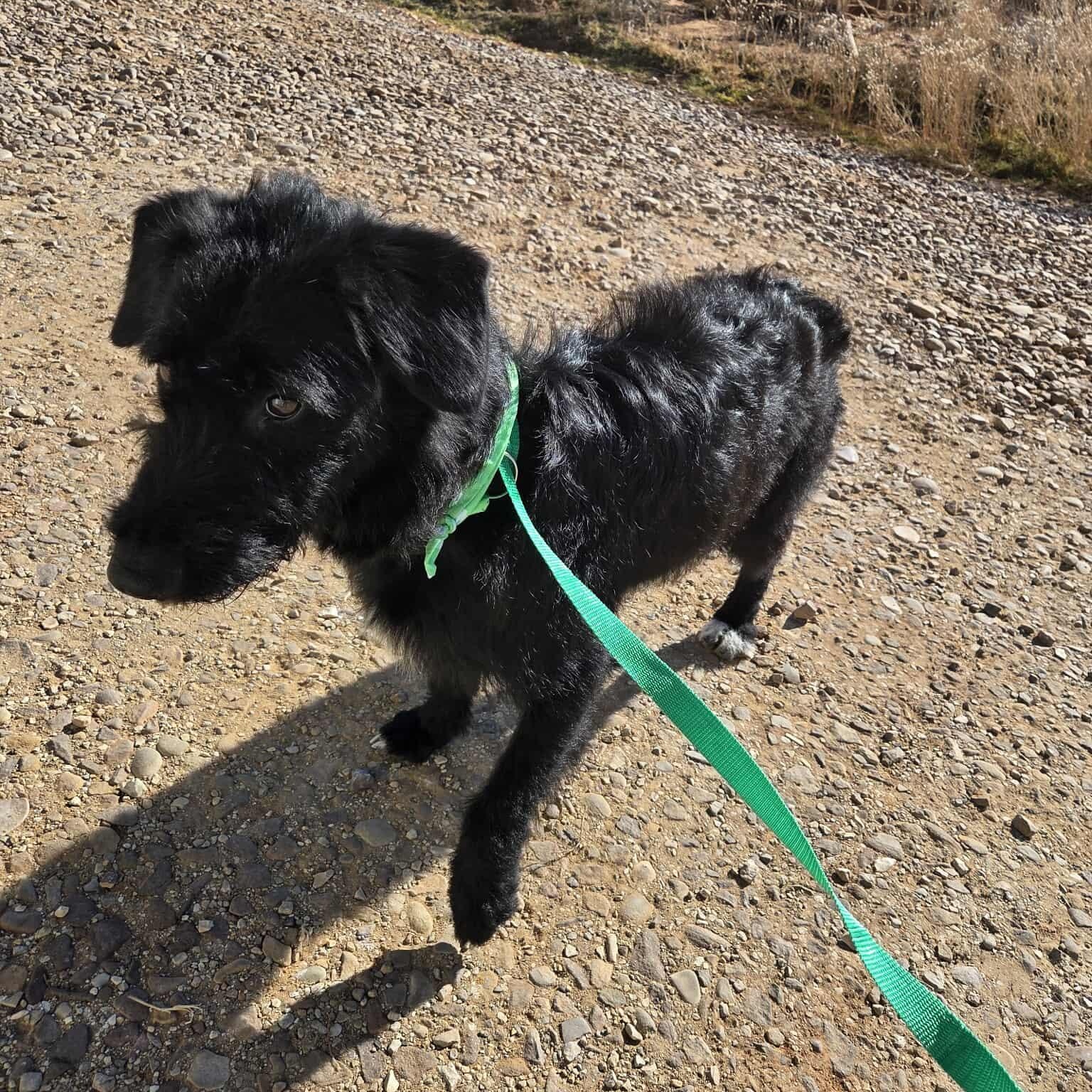 Enlarge Dextra, a ADOPTABLE Mixed Breed in Roosevelt, UT image 2/3