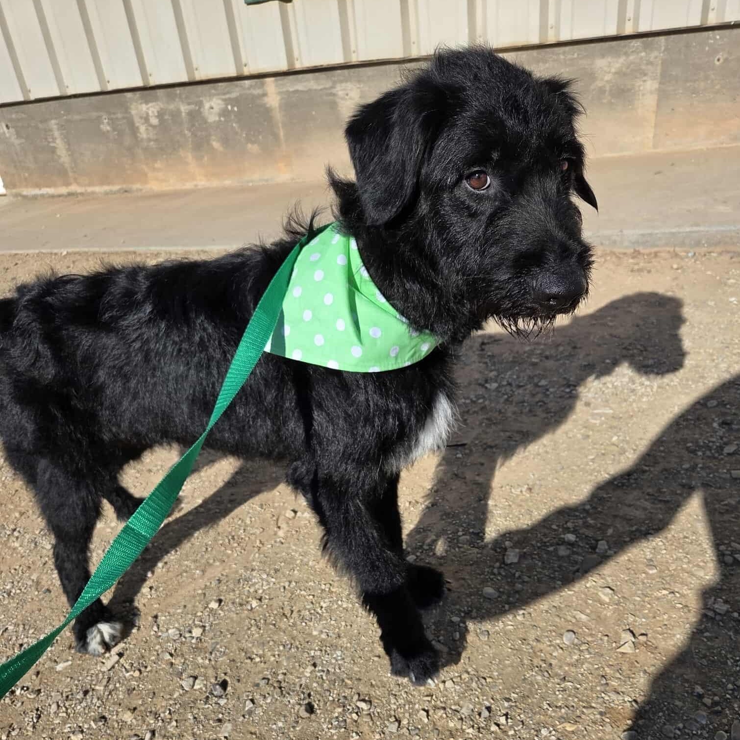 Enlarge Dextra, a ADOPTABLE Mixed Breed in Roosevelt, UT image 3/3