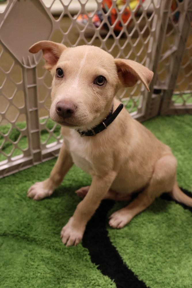 Dubai, Adoptable, Puppy Male Mixed Breed.