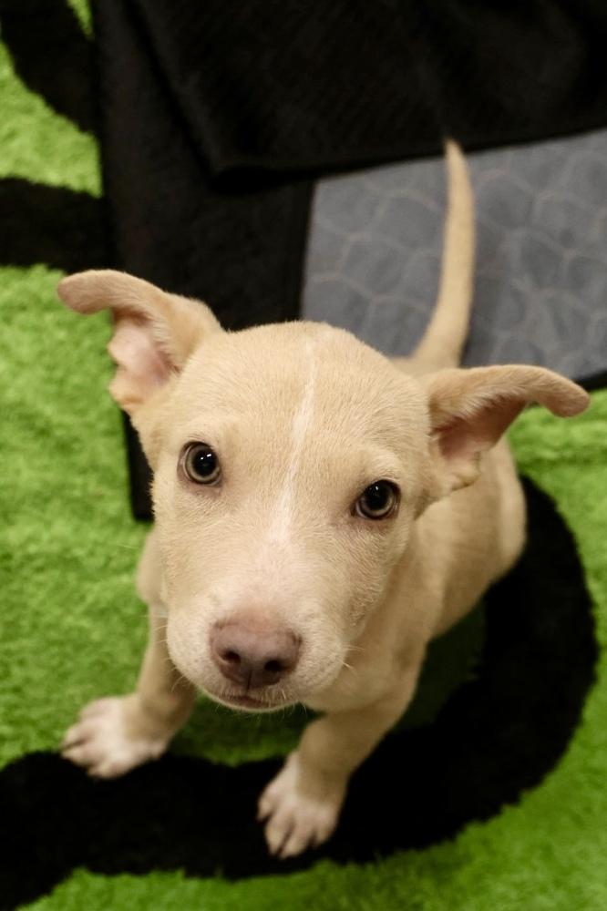 Enlarge Dubai, a Adoptable mixed breed in TUCSON, AZ image 2/3