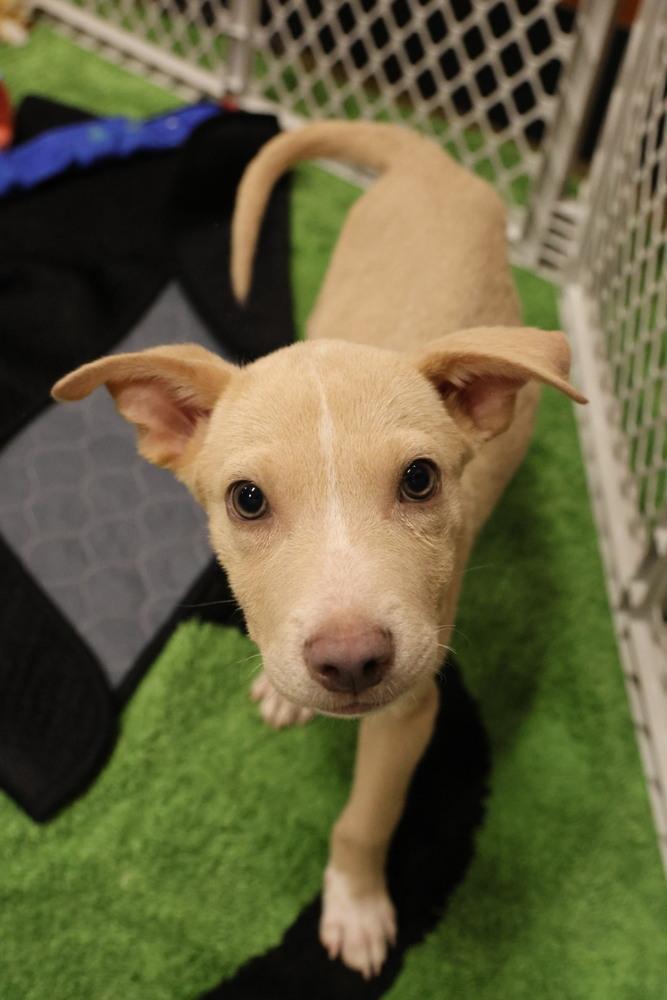 Enlarge Dubai, a Adoptable mixed breed in TUCSON, AZ image 3/3