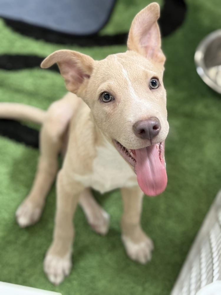 Dubai, a Adoptable mixed breed in TUCSON, AZ image 4/5