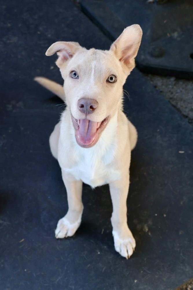 Dubai, a Adoptable mixed breed in TUCSON, AZ image 5/5