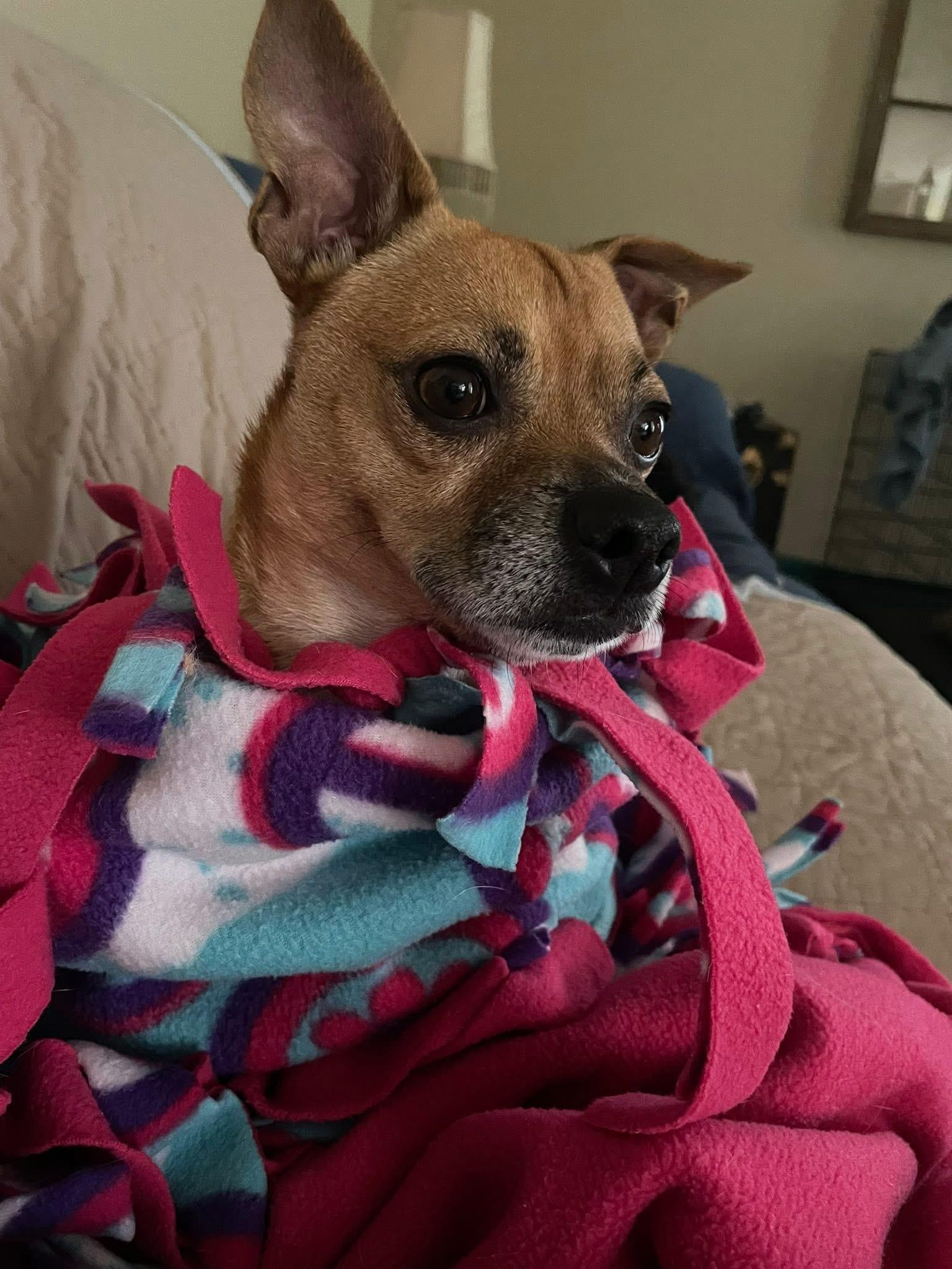 Enzo, Adoptable, Adult Male Chihuahua.