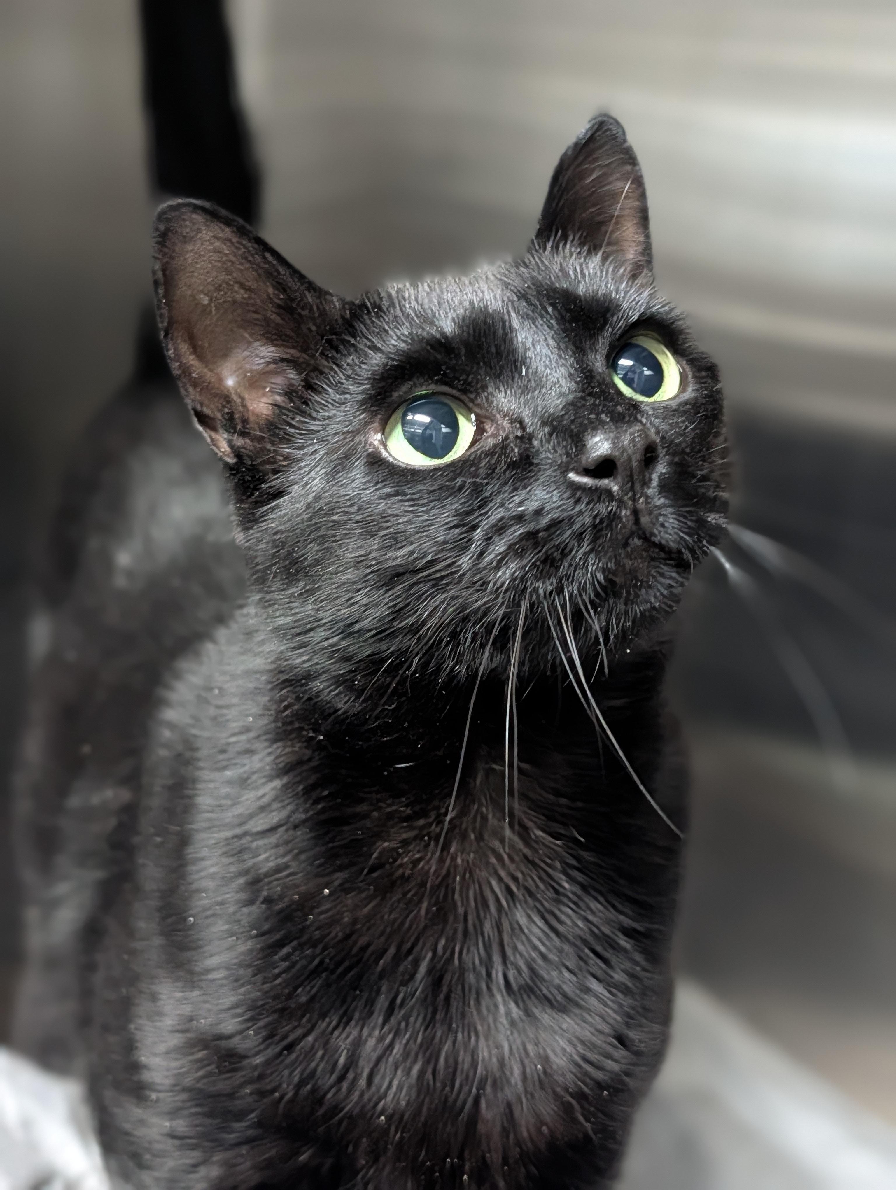Prometheus , ADOPTABLE, Senior Male Domestic Short Hair.