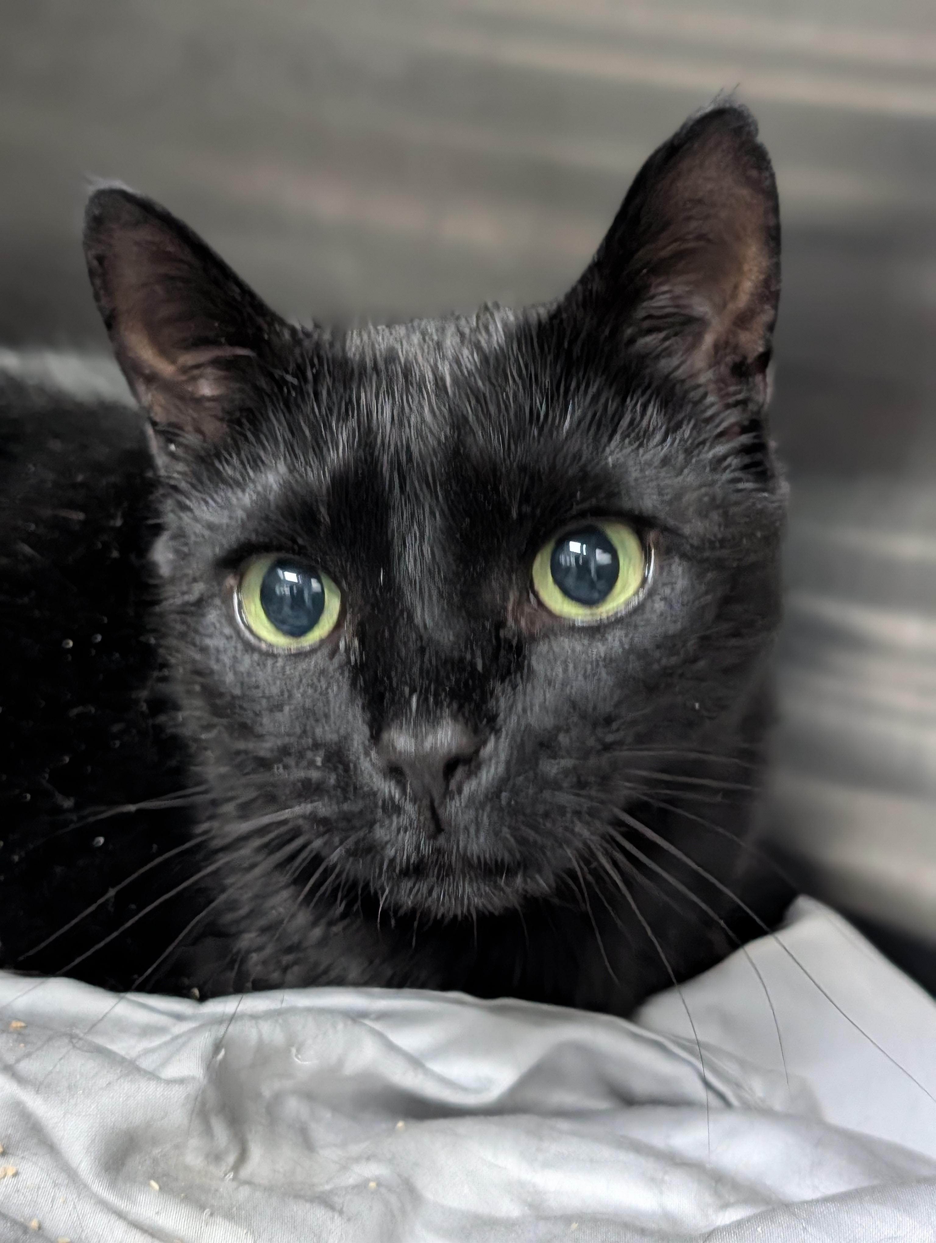 Enlarge Prometheus , a ADOPTABLE mixed breed in Plainfield, NJ image 2/2