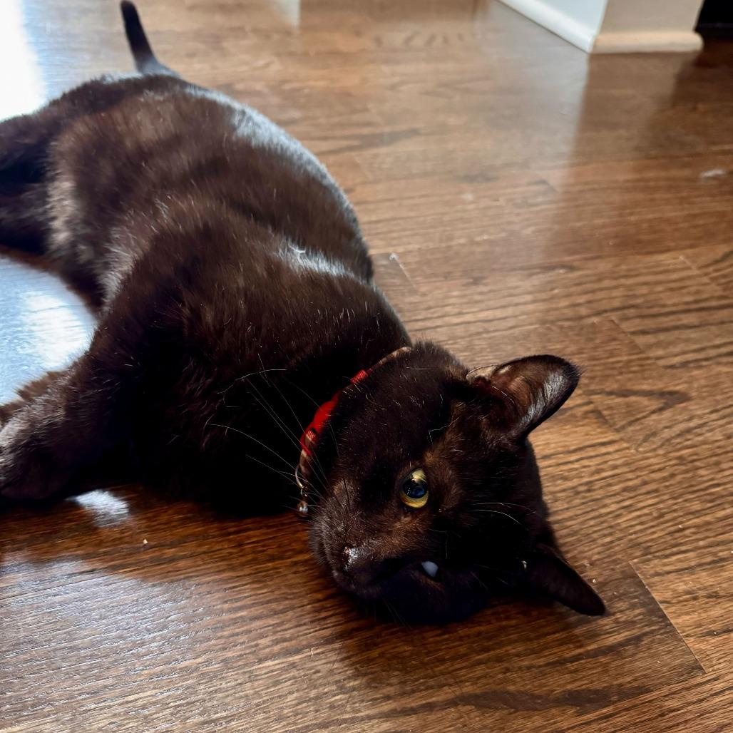 Hibachi, Adoptable, Adult Male Domestic Short Hair.