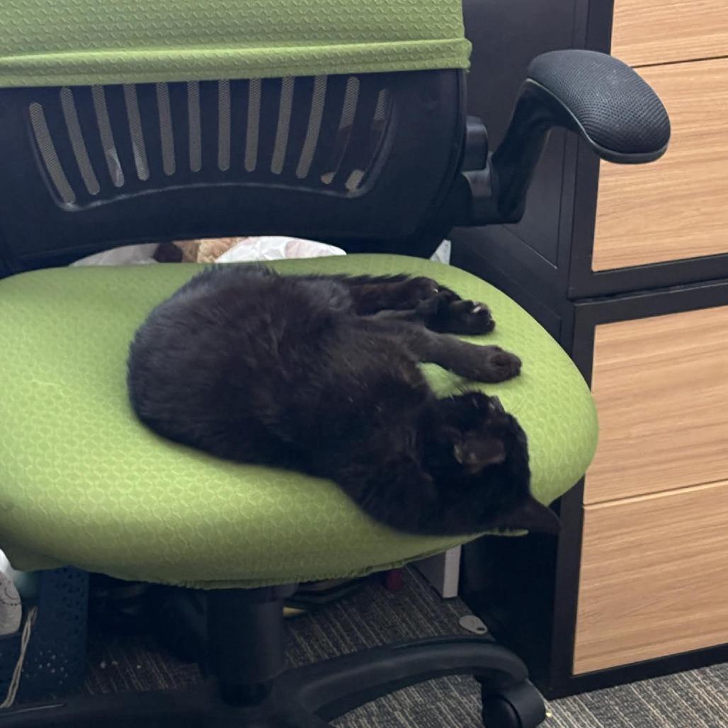 Enlarge Hibachi, a Adoptable Domestic Short Hair in Charlotte, NC image 3/5