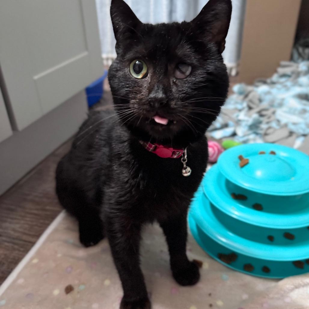 Enlarge Hibachi, a Adoptable Domestic Short Hair in Charlotte, NC image 4/5