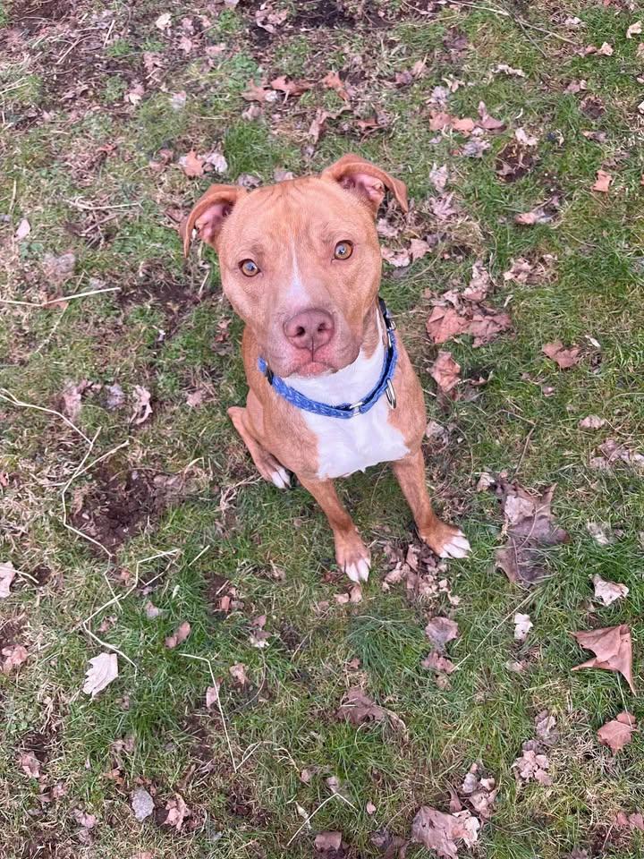 Dutch, Adoptable, Adult Male Pit Bull Terrier.