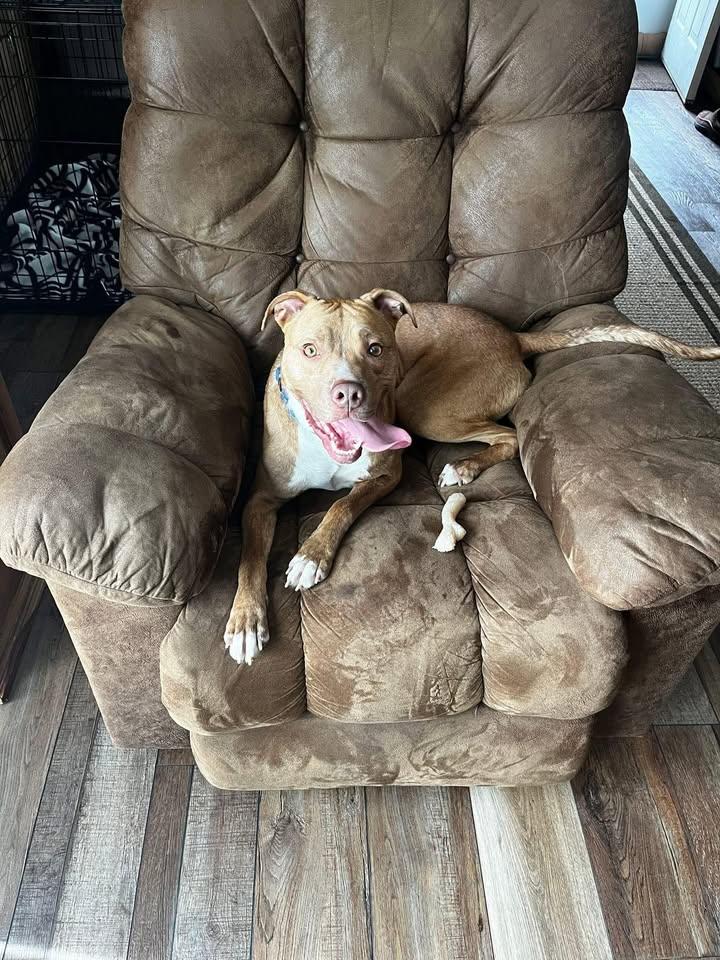 Enlarge Dutch, a Adoptable mixed breed in Huntington, WV image 3/6