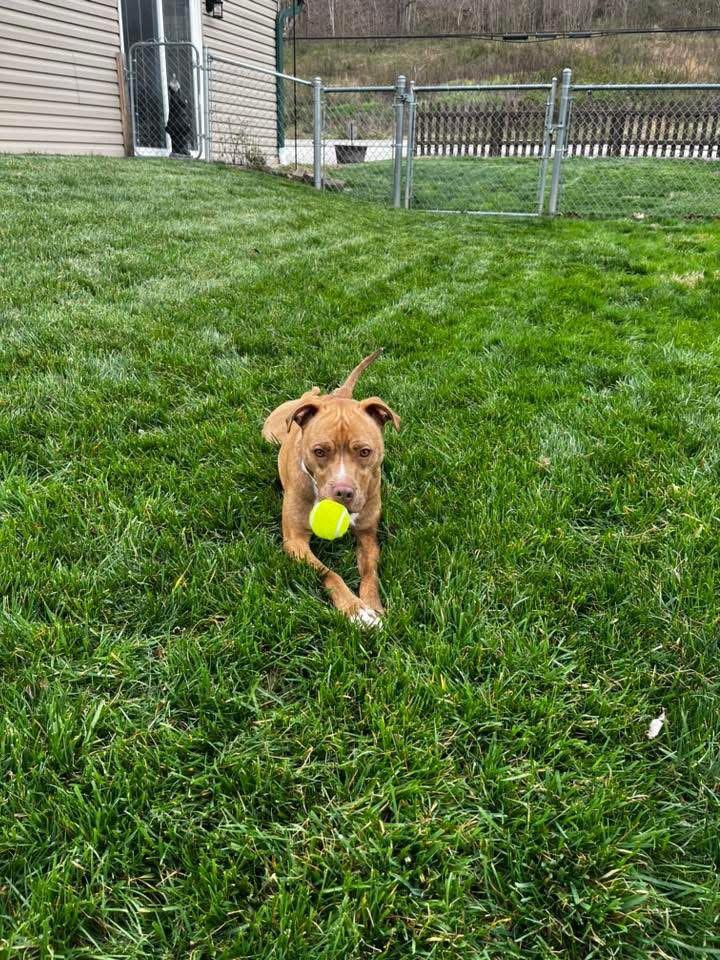 Enlarge Dutch, a Adoptable mixed breed in Huntington, WV image 4/6