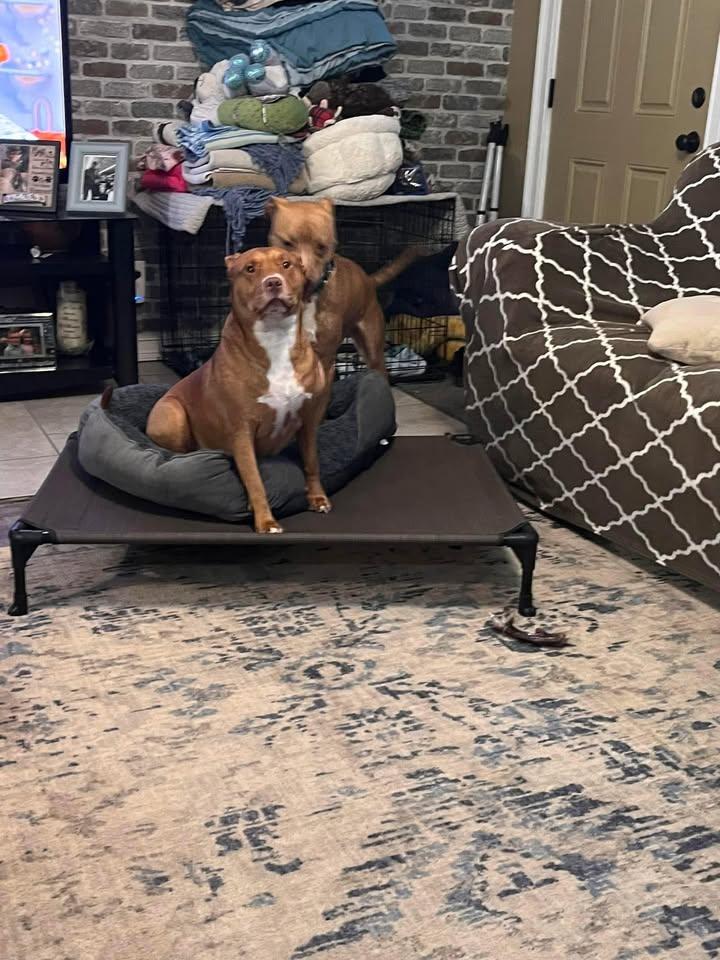 Enlarge Dutch, a Adoptable mixed breed in Huntington, WV image 5/6