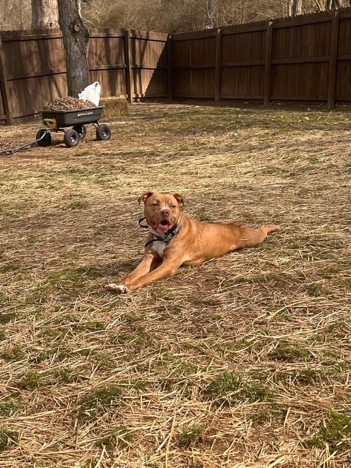 Enlarge Dutch, a Adoptable mixed breed in Huntington, WV image 6/6