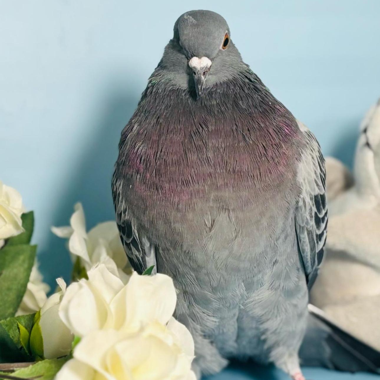 Bellamy, a Adoptable Pigeon in Chicago, IL image 1/5