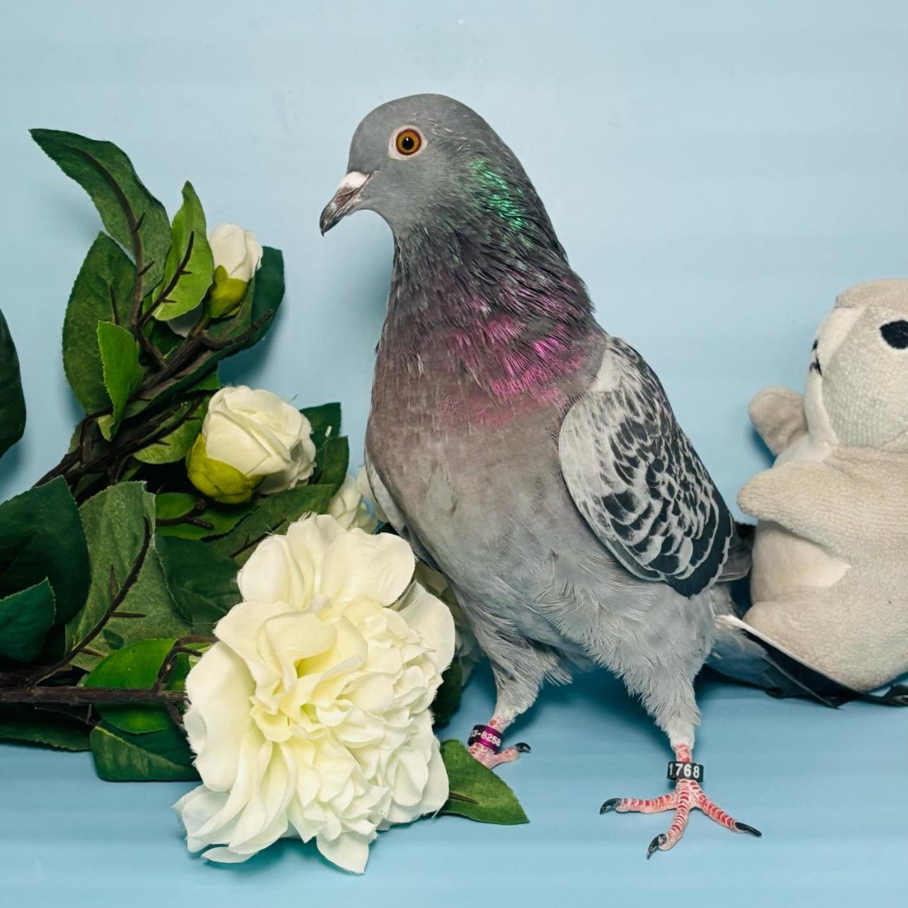 Bellamy, Adoptable, Adult Unknown Pigeon.